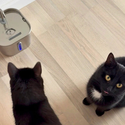 Two black cats on a light wood floor, with one cat looking up at the camera and the other standing nearby. A silver pet water fountain is visible in the upper left corner.