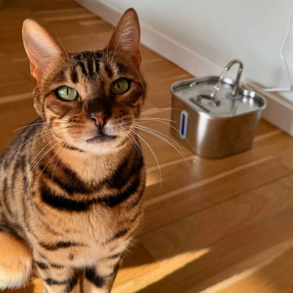 Cat standing on a wooden floor with a water fountain in the background