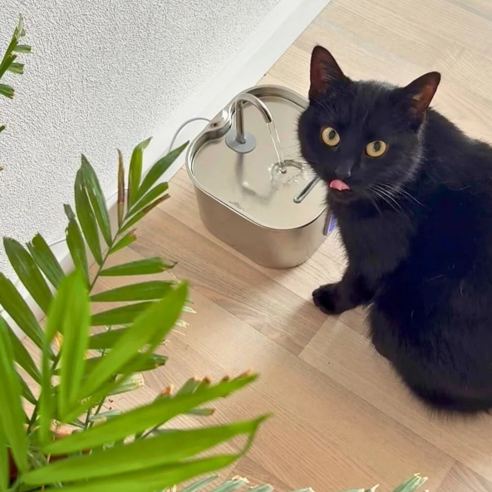 Black cat sitting on a wooden floor next to a silver water bowl with a plant in the foreground.